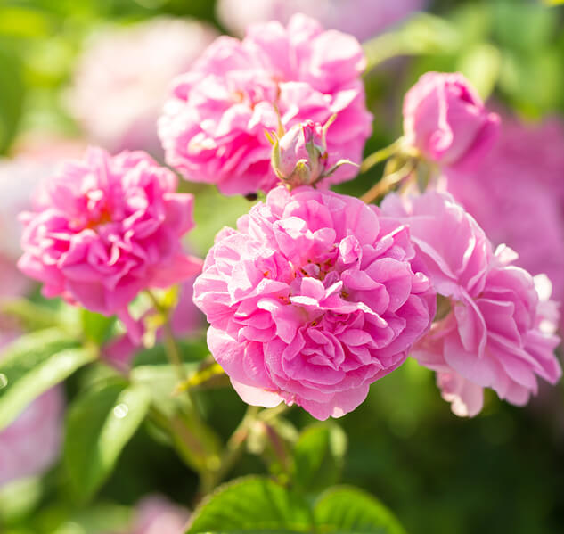 Bulgarian Rose